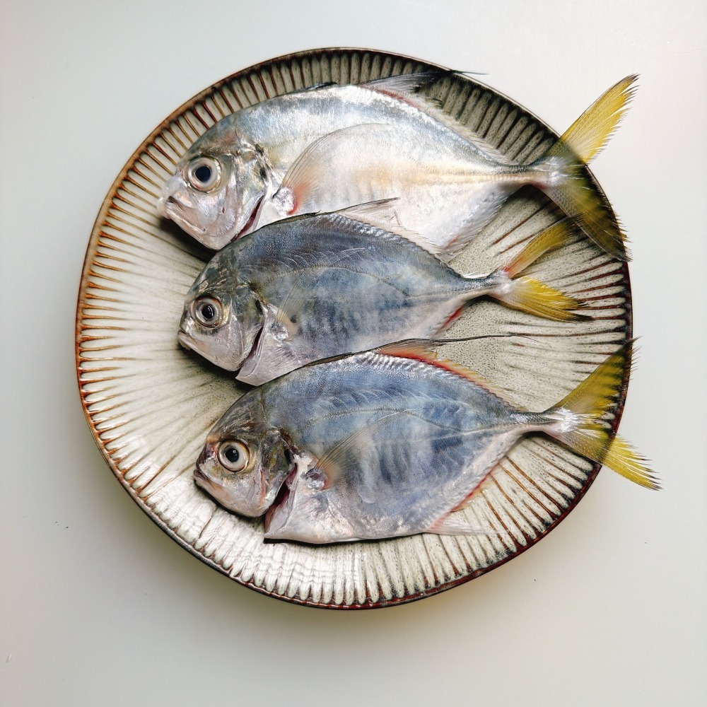 野生瓜仔魚-細節圖3