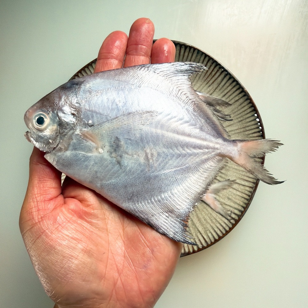 野生支子魚-細節圖2