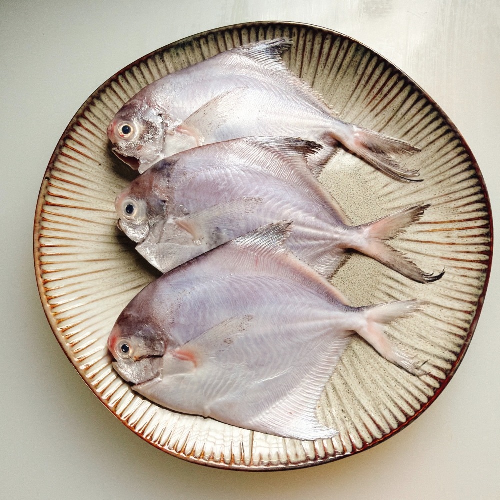 野生支子魚-細節圖3