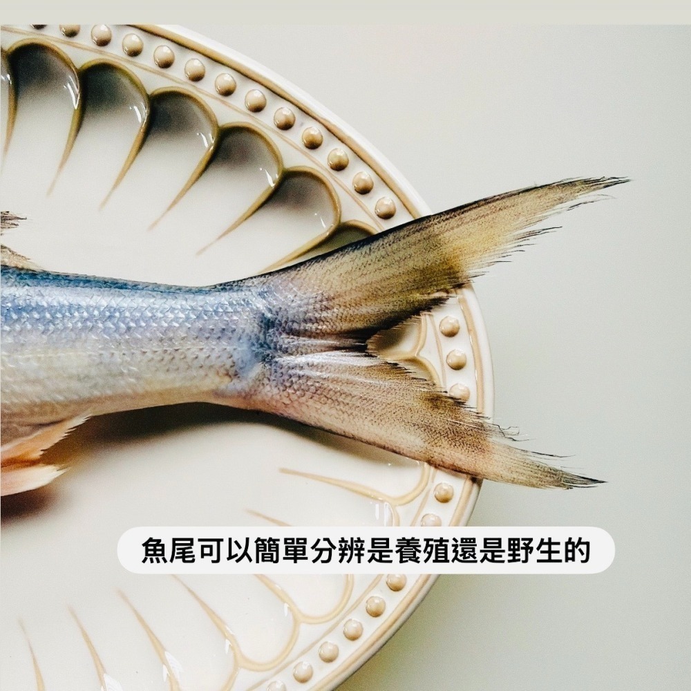 季節限定✨野生午仔魚-細節圖3