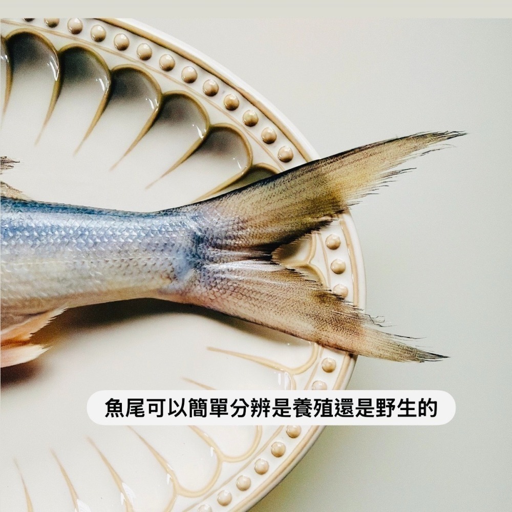 野生午仔魚✨完售不補-細節圖3