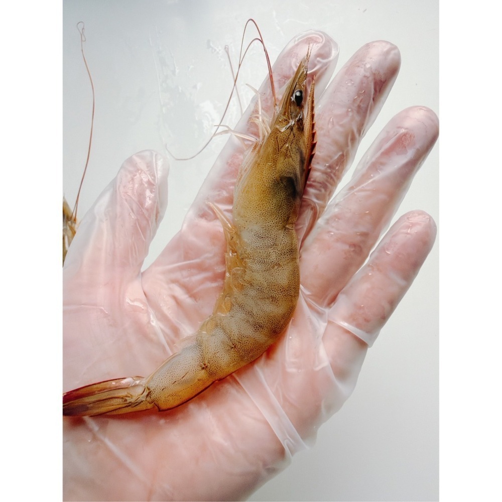 東石鮮凍白蝦( 中蝦三入特惠組!!)-細節圖2