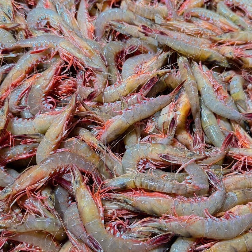 【新上架】澎湖野生劍蝦-細節圖2