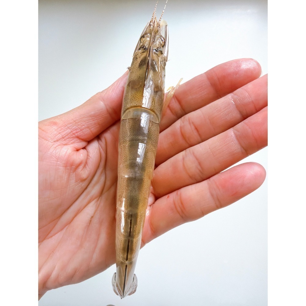 【新上架】超限定！野生放網海蝦-細節圖3