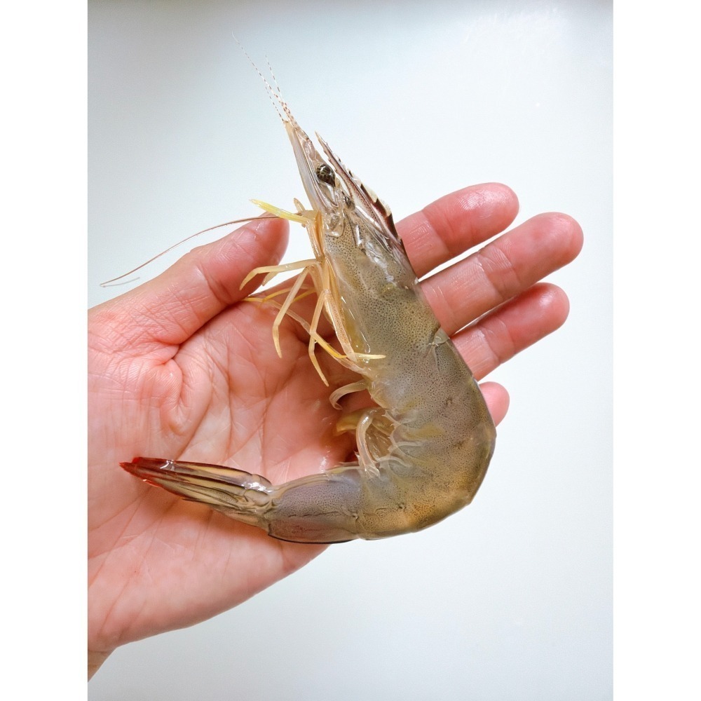 【新上架】超限定！野生放網海蝦-細節圖4