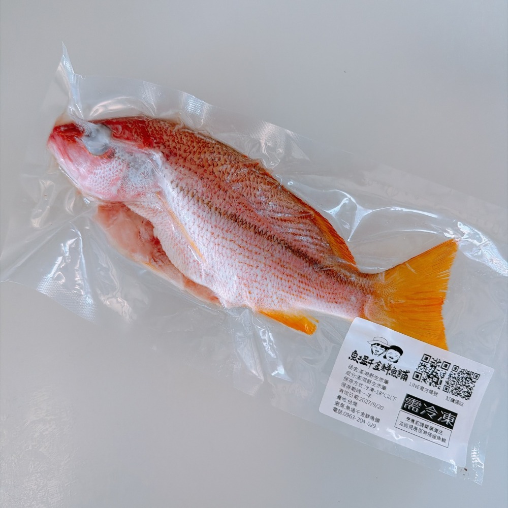 【新品上架】澎湖手釣赤筆仔-細節圖2