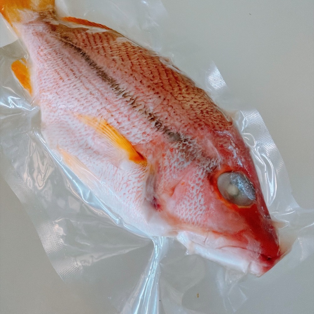 【新品上架】澎湖手釣赤筆仔-細節圖3
