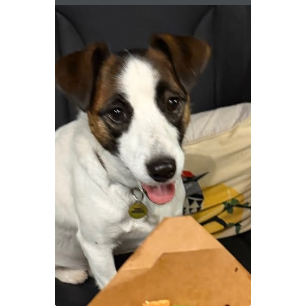 傑克羅素頭部*2..全身*2-細節圖2