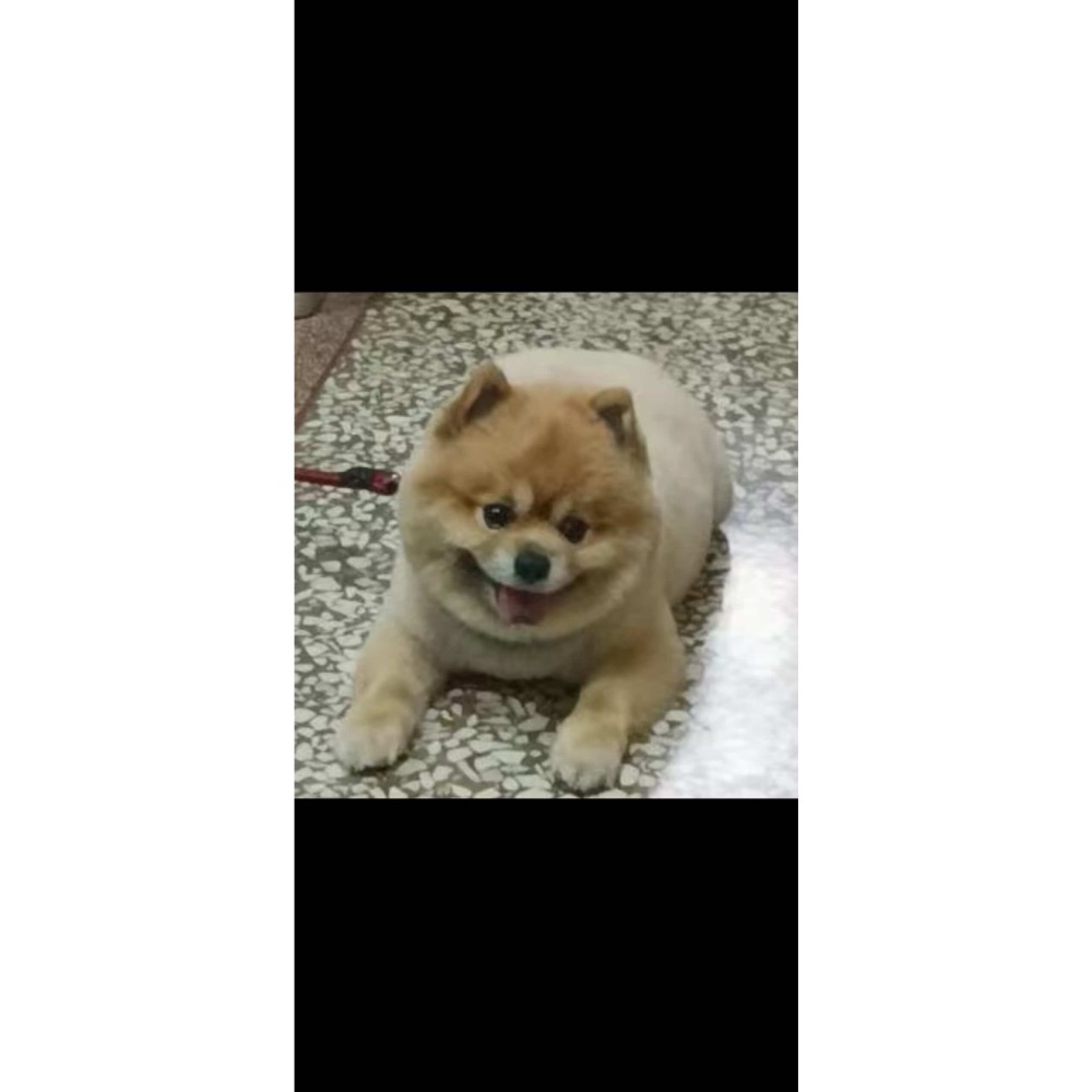 博美全身訂製-細節圖2