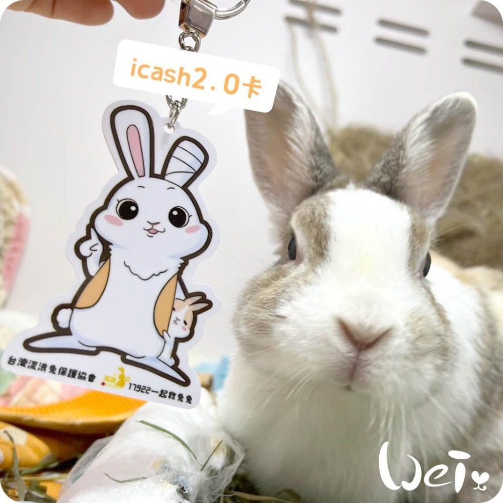 魏啥麻-浪兔造型鑰匙圈 icash2.0卡 (流浪兔協會代購)-細節圖3