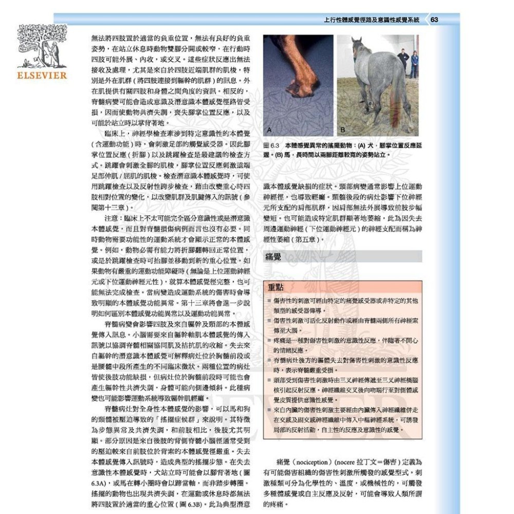 魏啥麻-《書》獸醫臨床神經解剖學 (下單後進貨) 專業獸醫書籍-細節圖2