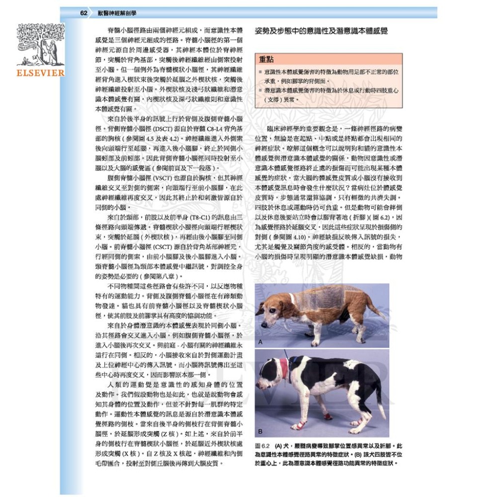 魏啥麻-《書》獸醫臨床神經解剖學 (下單後進貨) 專業獸醫書籍-細節圖4