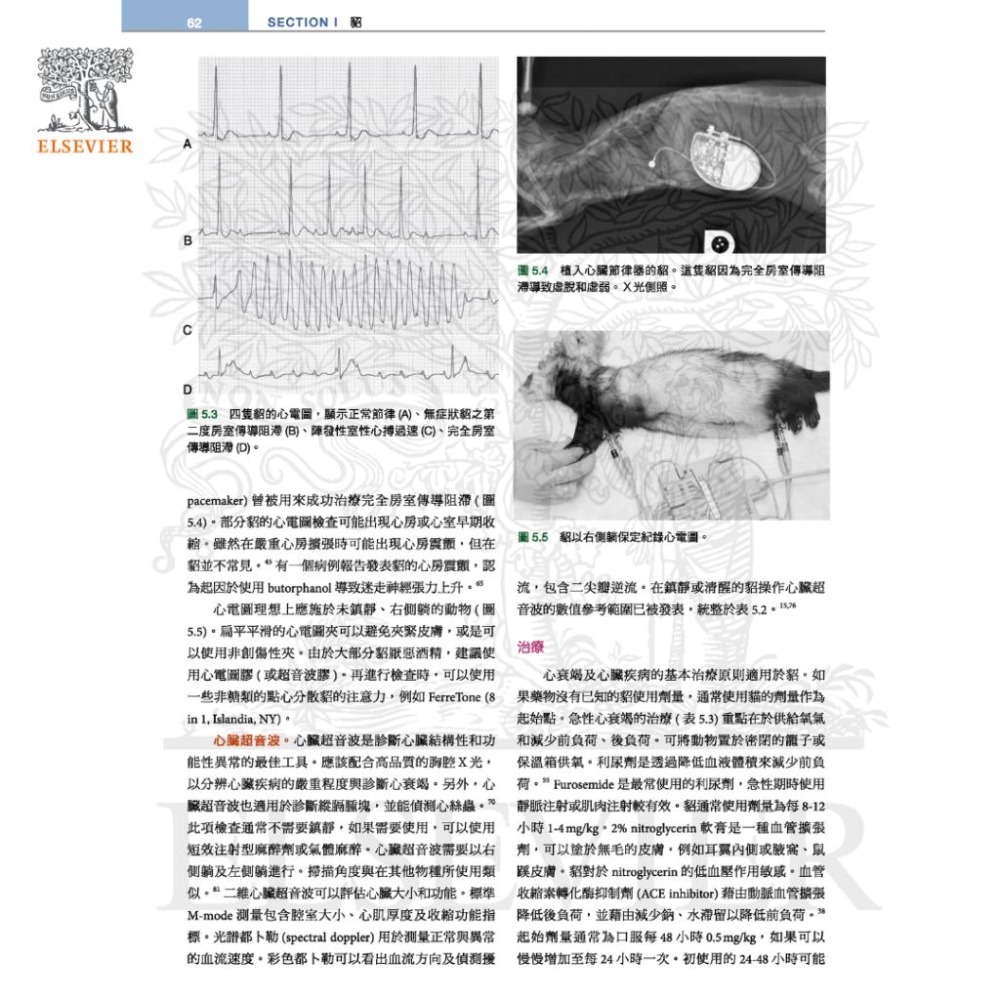 魏啥麻-《書》貂、兔與囓齒類動物：臨床內外科，第四版(下單後進貨) 專業獸醫書籍-細節圖5