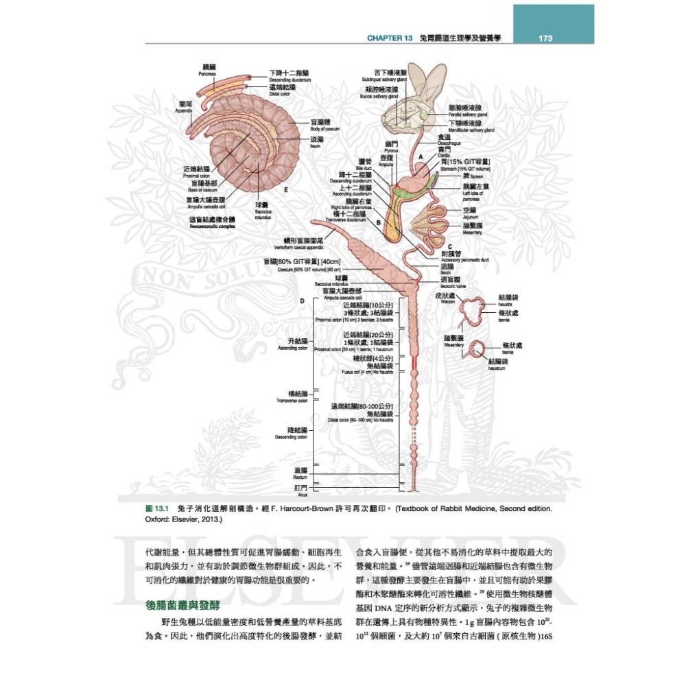 魏啥麻-《書》貂、兔與囓齒類動物：臨床內外科，第四版(下單後進貨) 專業獸醫書籍-細節圖8
