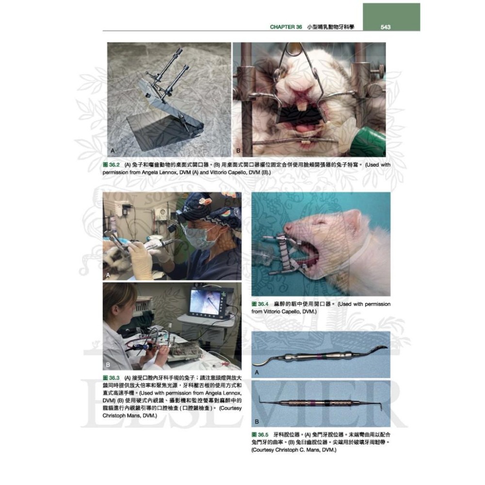 魏啥麻-《書》貂、兔與囓齒類動物：臨床內外科，第四版(下單後進貨) 專業獸醫書籍-細節圖9