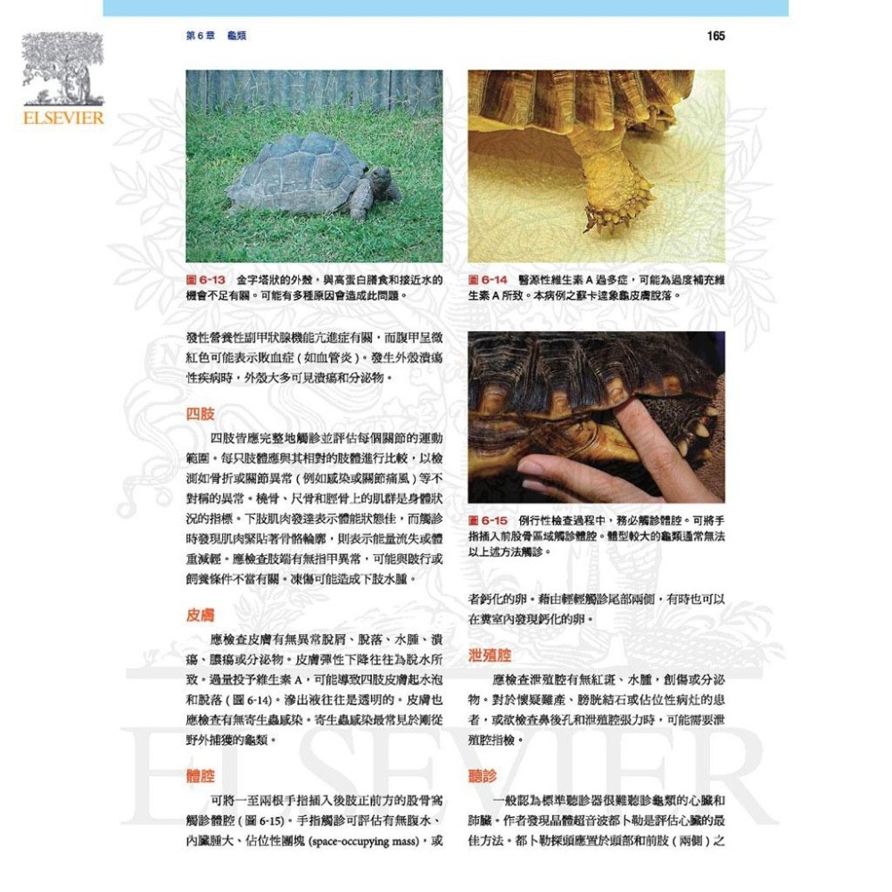 魏啥麻-《書》小野生動物臨床入門：外溫動物 (下單後進貨) 專業獸醫書籍-細節圖2