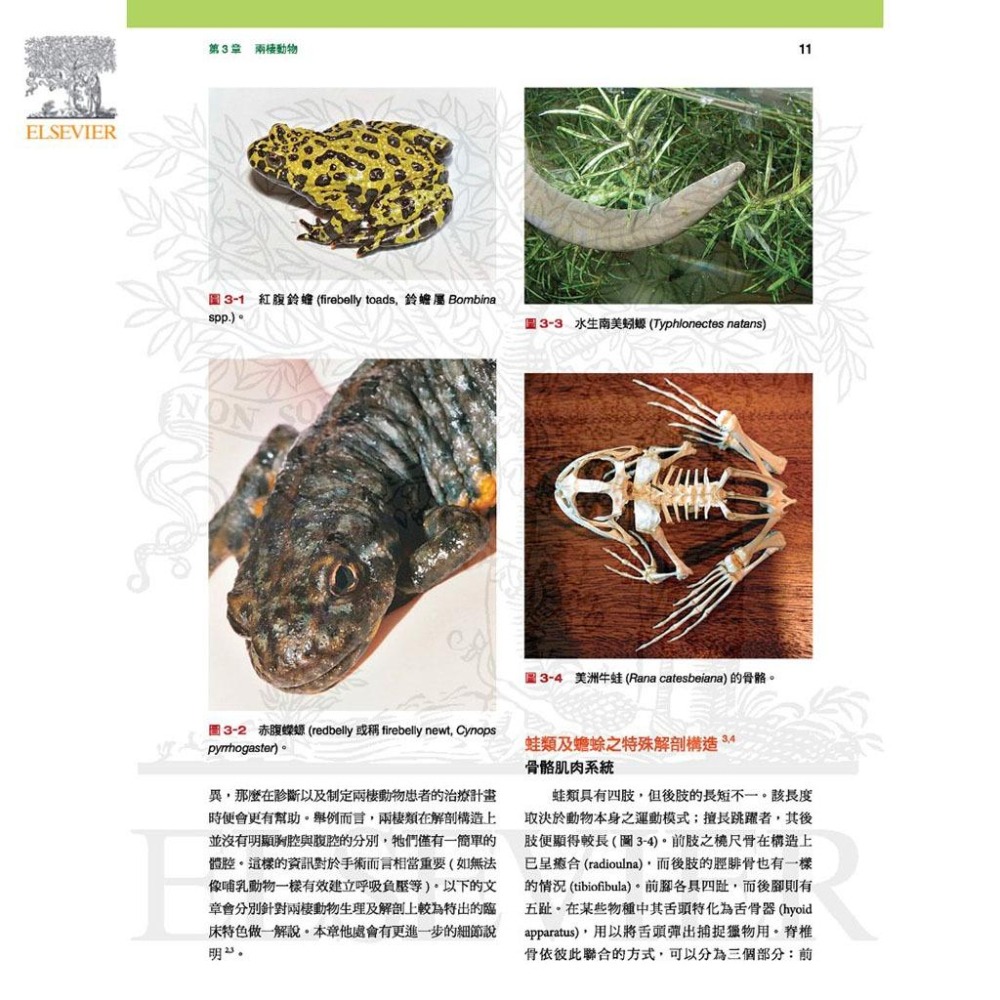 魏啥麻-《書》小野生動物臨床入門：外溫動物 (下單後進貨) 專業獸醫書籍-細節圖3