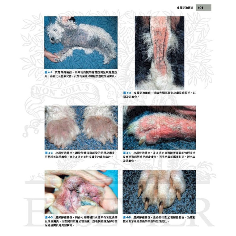魏啥麻-《書》小動物皮膚病學(4版) (下單後進貨) 專業獸醫書籍-細節圖4