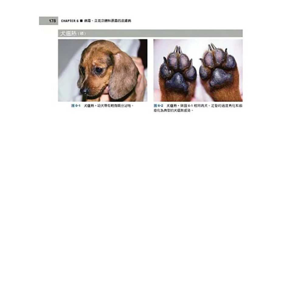 魏啥麻-《書》小動物皮膚病學(4版) (下單後進貨) 專業獸醫書籍-細節圖7