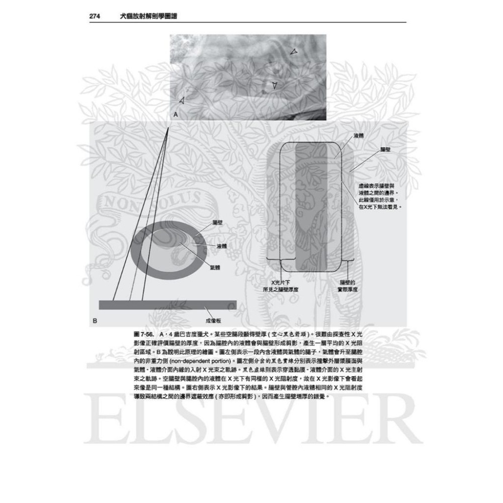 魏啥麻-《書》犬貓放射解剖學圖譜(2版)(下單後進貨) 專業獸醫書籍-細節圖3