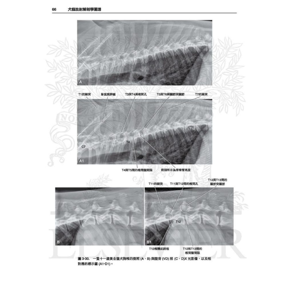 魏啥麻-《書》犬貓放射解剖學圖譜(2版)(下單後進貨) 專業獸醫書籍-細節圖4