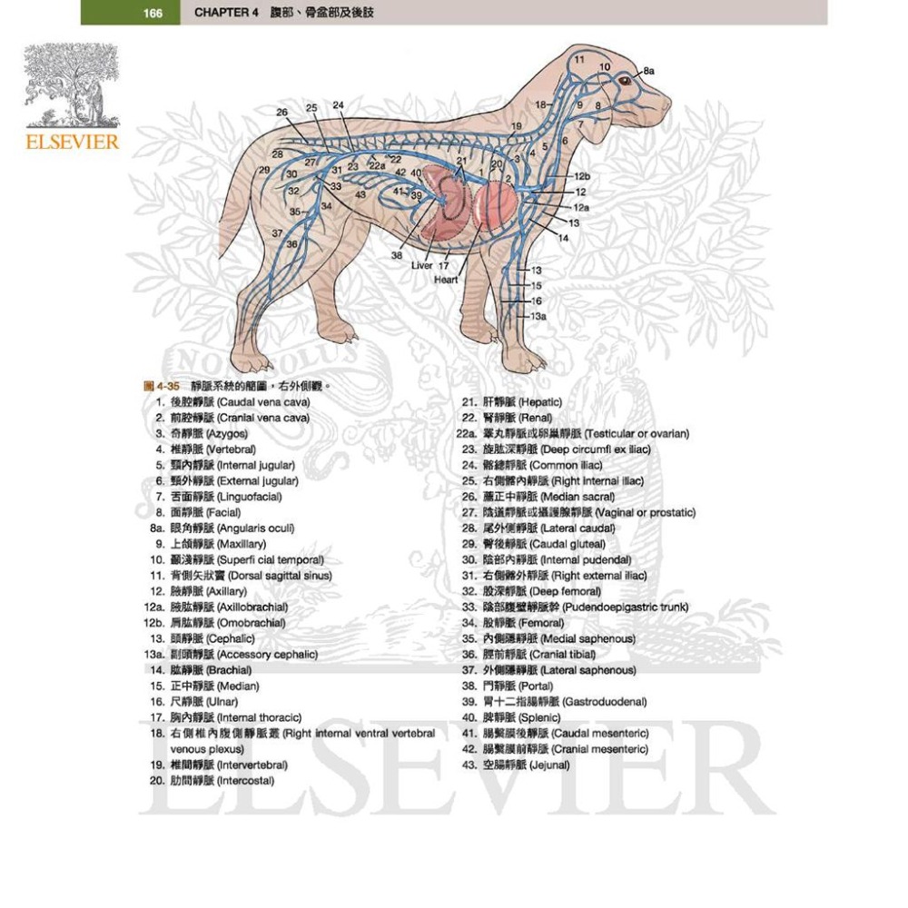 魏啥麻-《書》犬解剖指引第八版(下單後進貨) 專業獸醫書籍-細節圖2