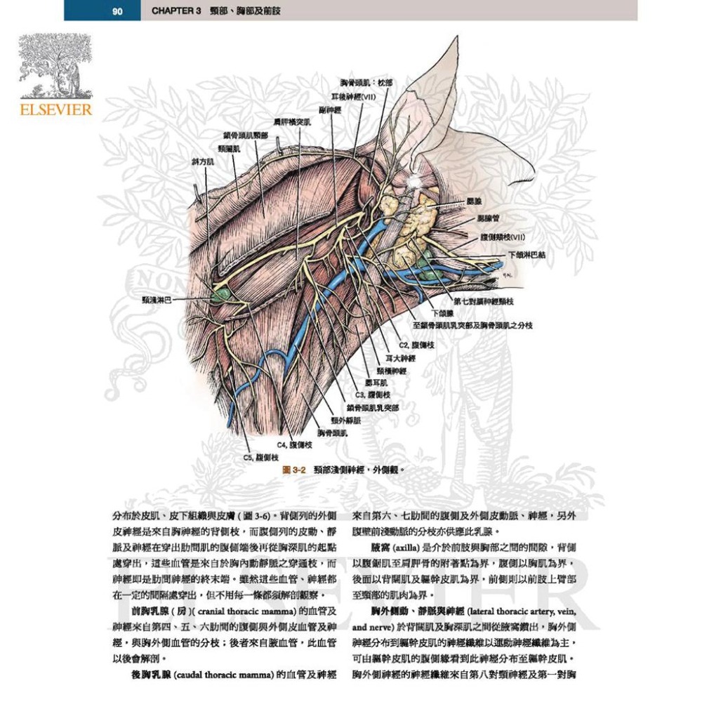 魏啥麻-《書》犬解剖指引第八版(下單後進貨) 專業獸醫書籍-細節圖3