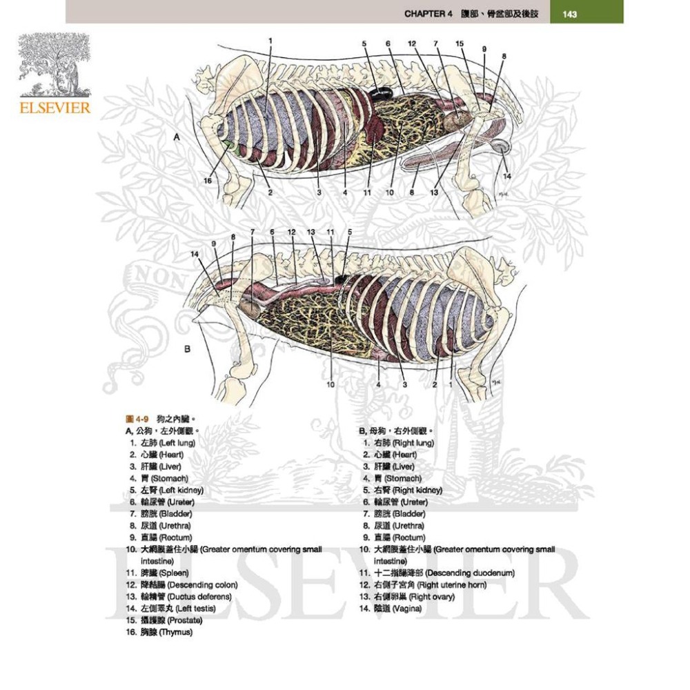 魏啥麻-《書》犬解剖指引第八版(下單後進貨) 專業獸醫書籍-細節圖4