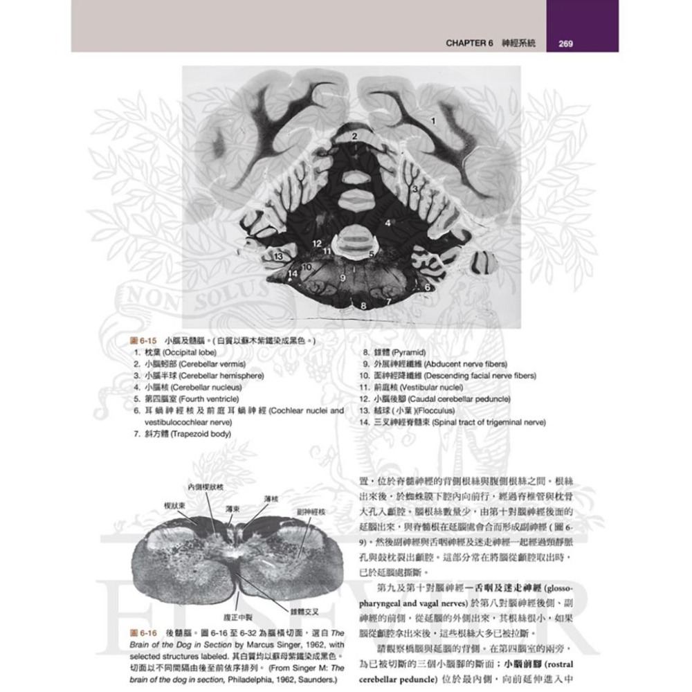 魏啥麻-《書》犬解剖指引第八版(下單後進貨) 專業獸醫書籍-細節圖6