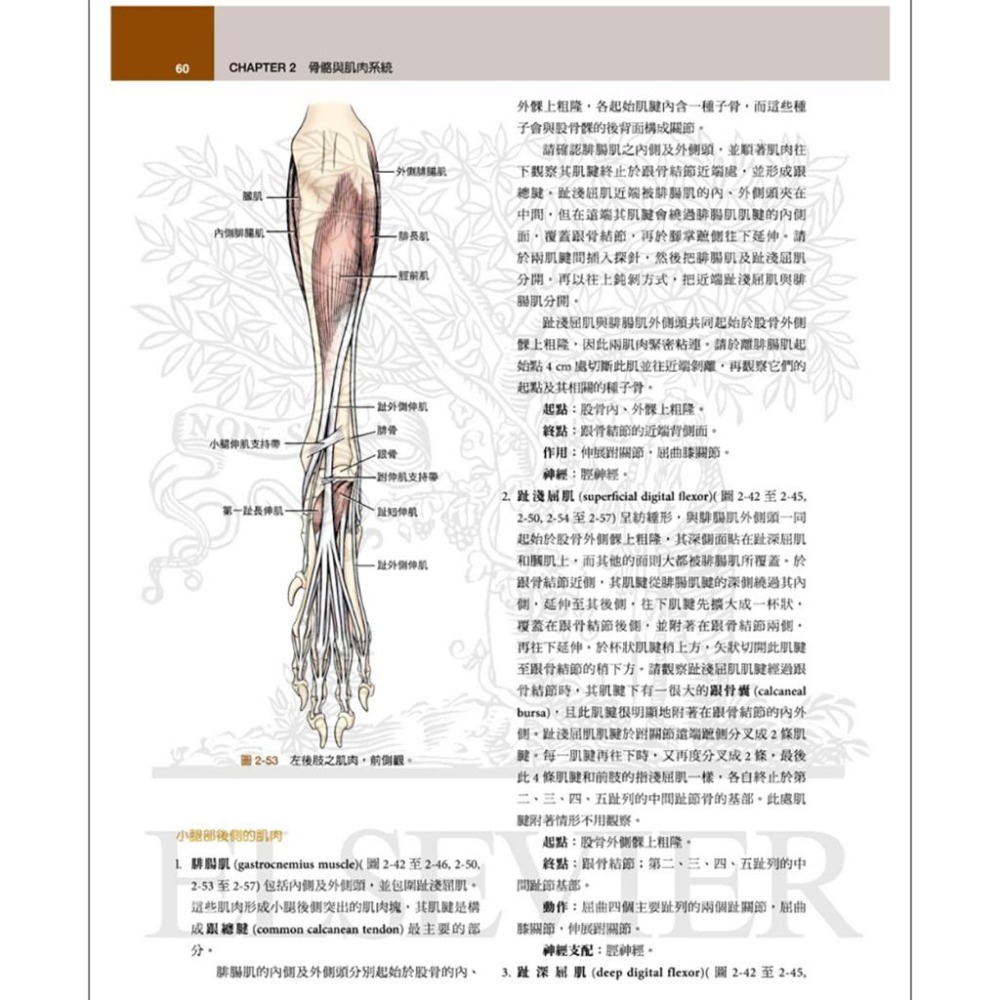 魏啥麻-《書》犬解剖指引第八版(下單後進貨) 專業獸醫書籍-細節圖7