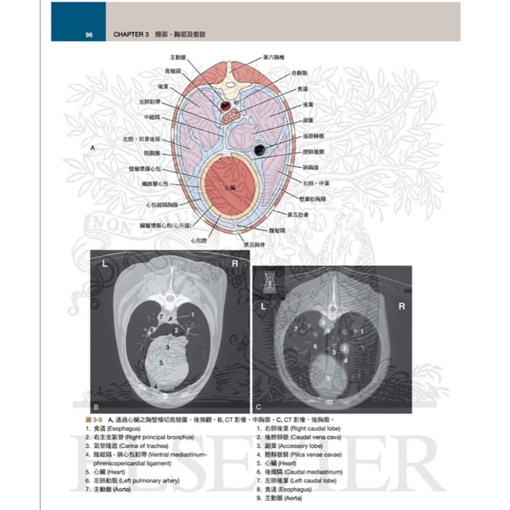 魏啥麻-《書》犬解剖指引第八版(下單後進貨) 專業獸醫書籍-細節圖8