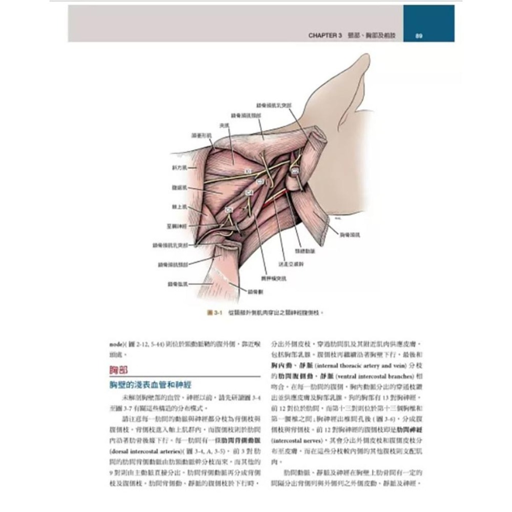 魏啥麻-《書》犬解剖指引第八版(下單後進貨) 專業獸醫書籍-細節圖9