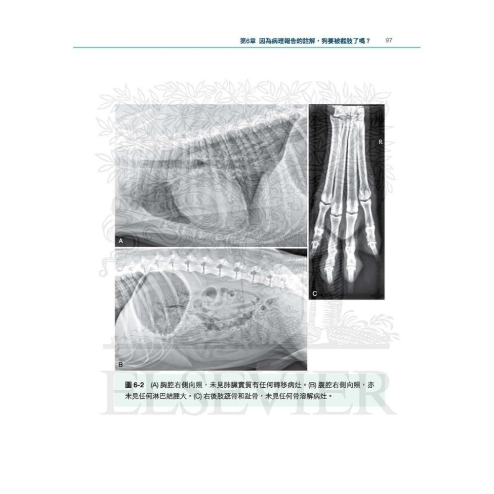 魏啥麻-《書》小動物臨床病例精選，第一部 (下單後進貨) 專業獸醫書籍-細節圖4