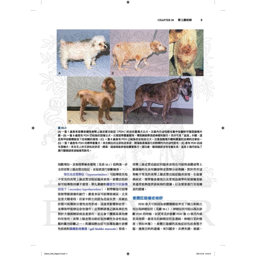 魏啥麻-《書》小動物內科學，第六版（中冊）(下單後進貨) 專業獸醫書籍-細節圖4