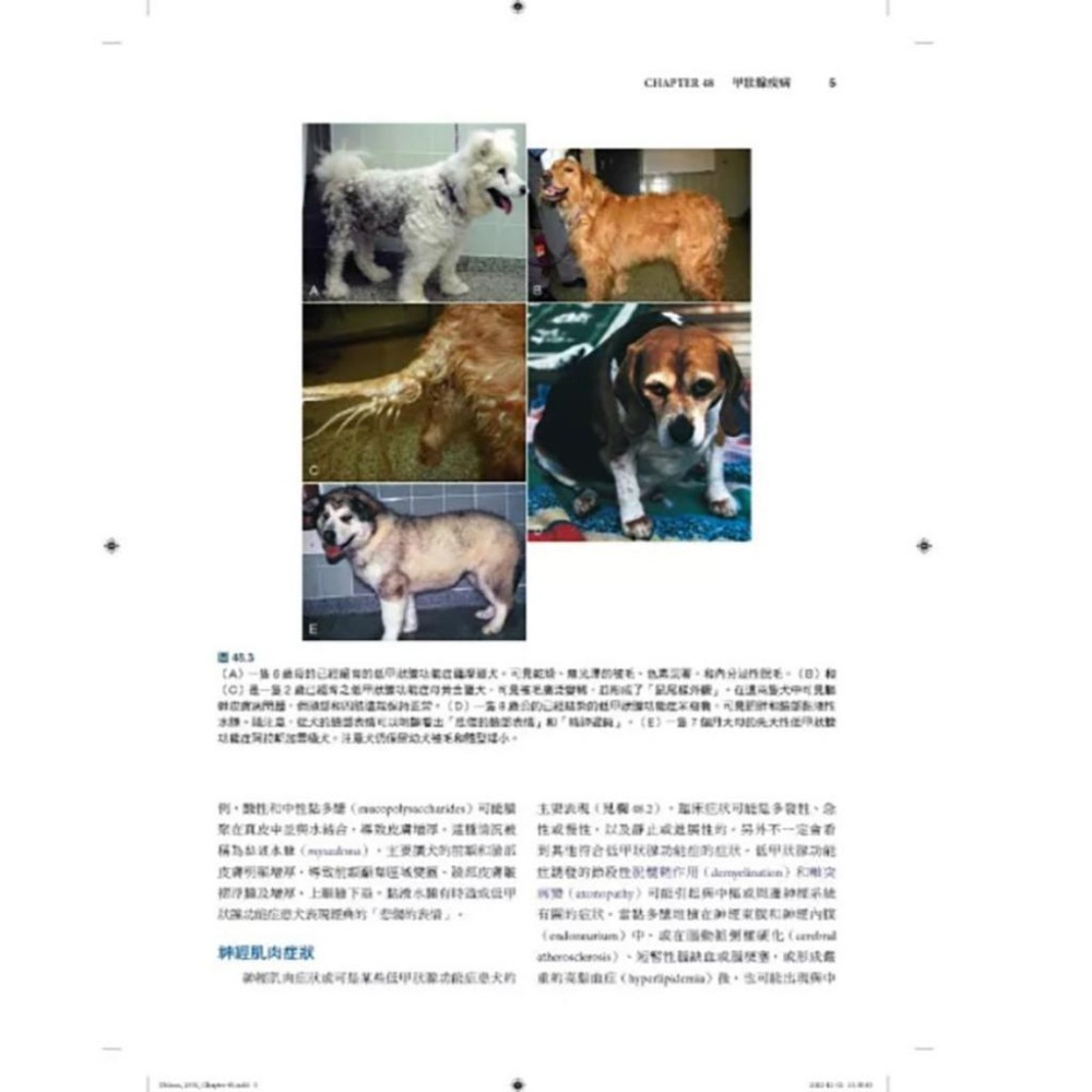 魏啥麻-《書》小動物內科學，第六版（中冊）(下單後進貨) 專業獸醫書籍-細節圖8