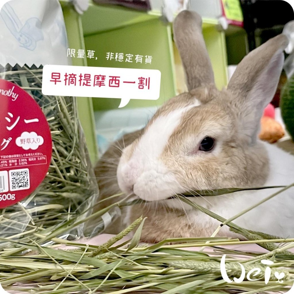 魏啥麻-日本WOOLY高原的早摘提摩西一割 500g (梗多) 2024年度草 (兔 天竺鼠 龍貓牧草)-細節圖2