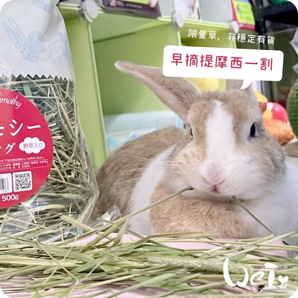 魏啥麻-日本WOOLY高原的早摘提摩西一割 500g (梗多) 2024年度草 (兔 天竺鼠 龍貓牧草)-細節圖3