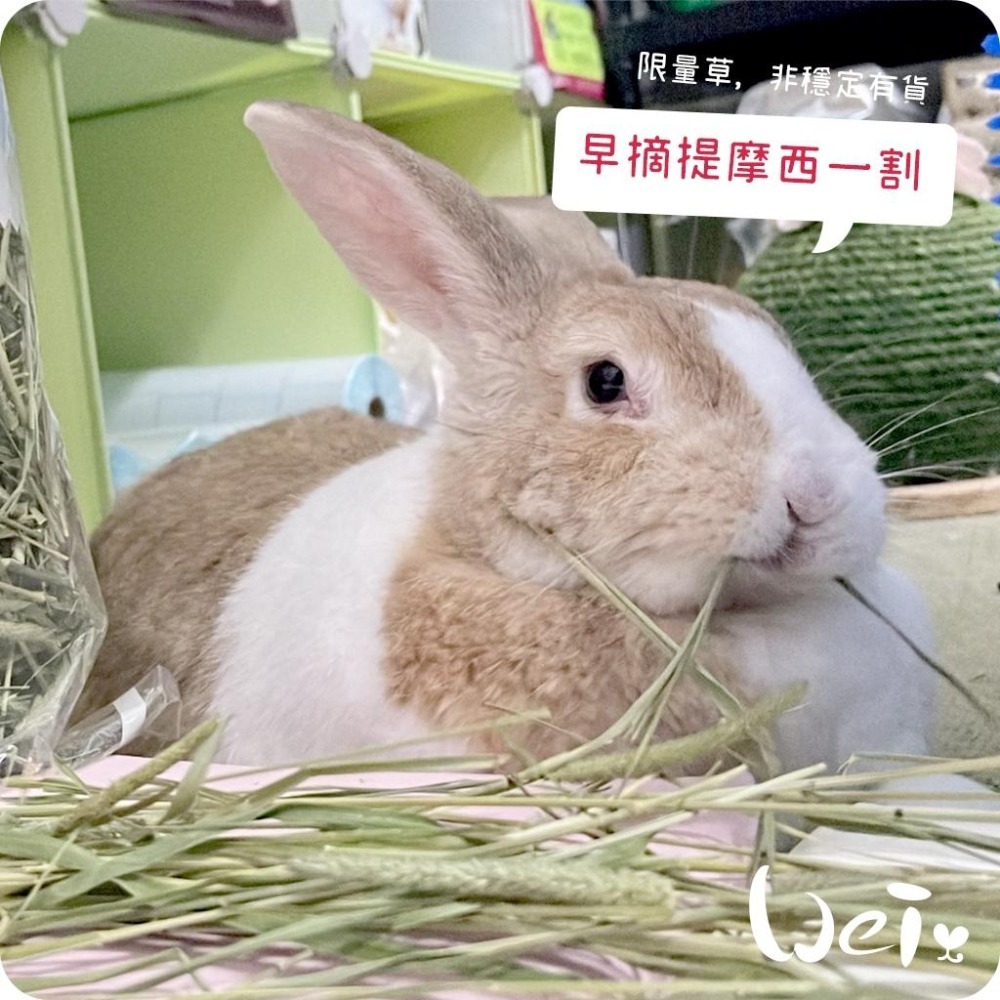 魏啥麻-日本WOOLY高原的早摘提摩西一割 500g (梗多) 2024年度草 (兔 天竺鼠 龍貓牧草)-細節圖4