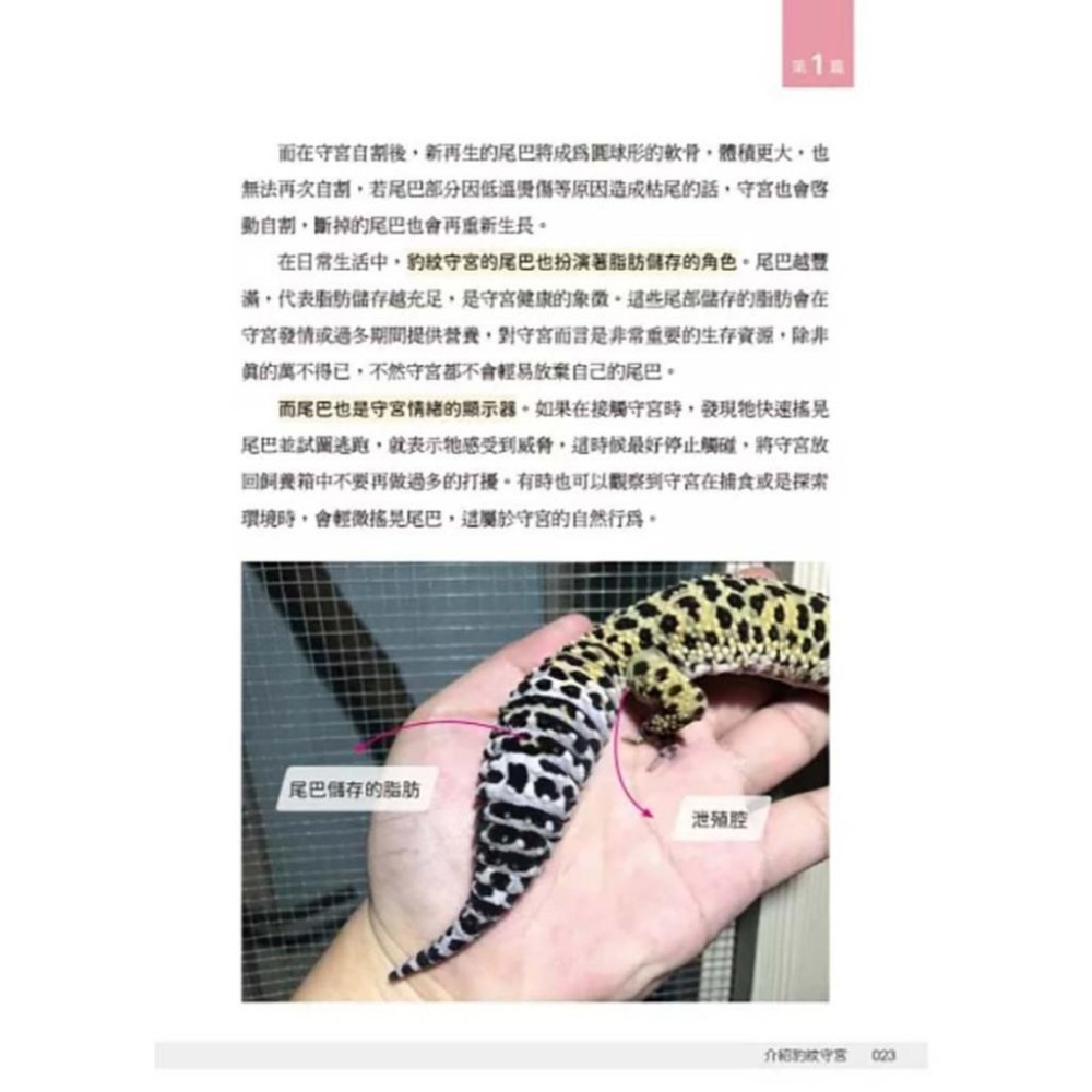 魏啥麻-《書》豹紋守宮完全飼養指南：從挑選品系、底材、布置住家、餵食、互動、脫皮、斷尾、繁殖和健康照護全面掌握-細節圖9