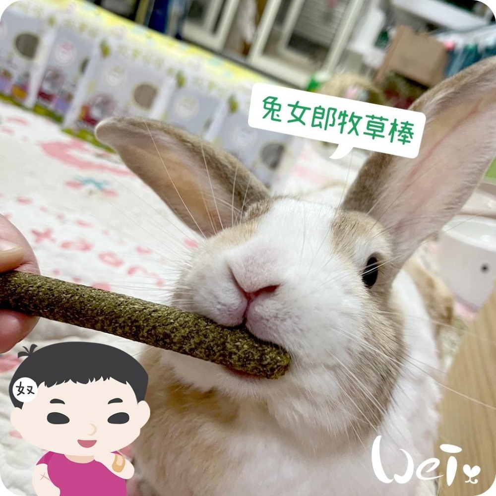 魏啥麻-兔女郎 苜蓿草牧草棒棒 7入 (含菊苣纖維(益生元) 純草無添加)(兔 天竺鼠 龍貓可)-細節圖2