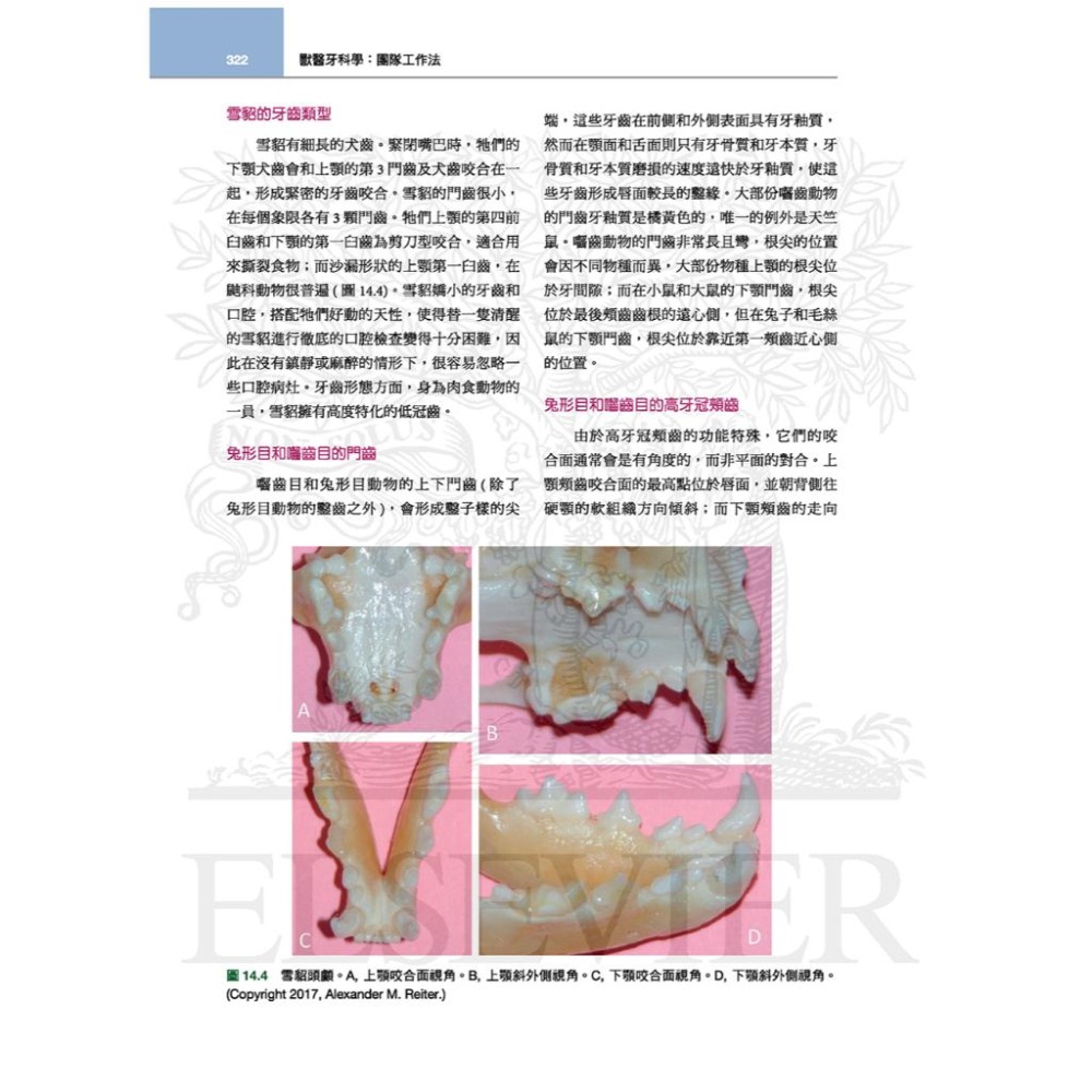 魏啥麻-《書》獸醫牙科學(3版) (下單後進貨) 專業獸醫書籍-細節圖6