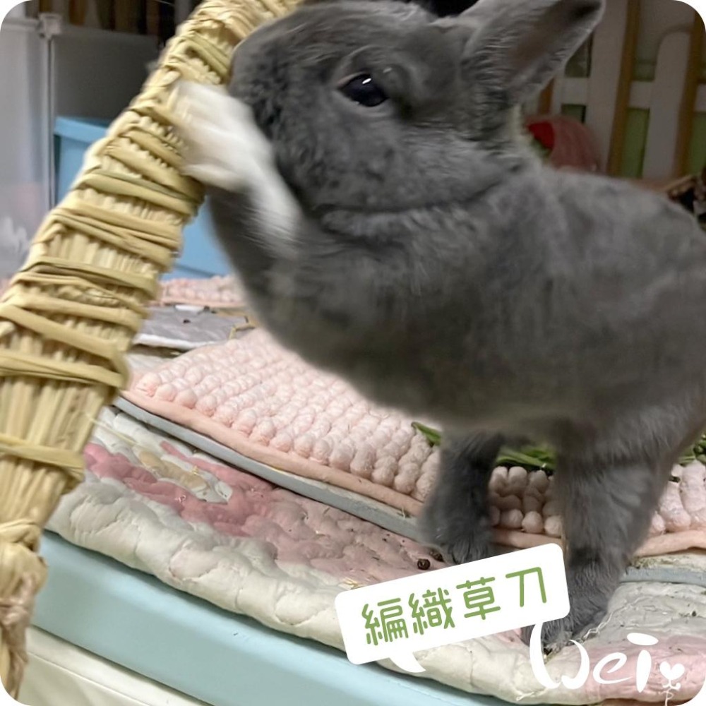 魏啥麻-台灣編織草刀 (嘉義農夫純手工編織) 磨牙玩具 (兔 天竺鼠)-細節圖2
