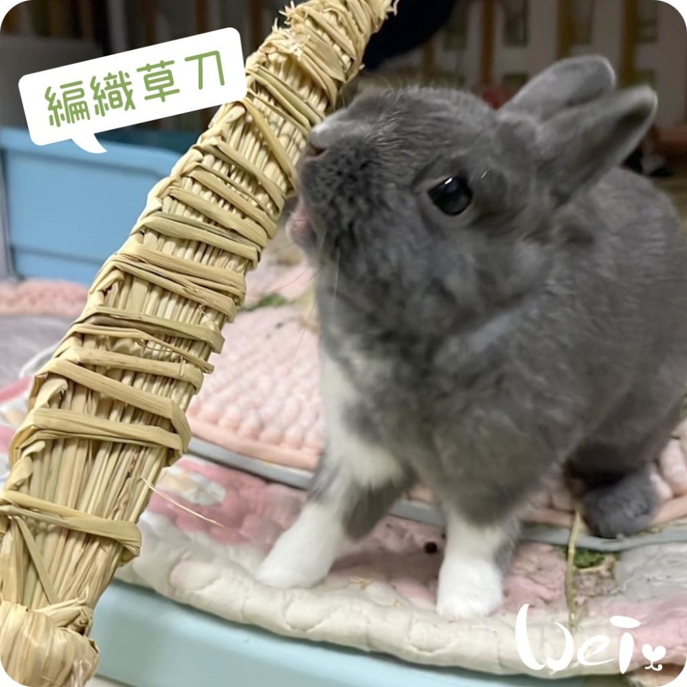 魏啥麻-台灣編織草刀 (嘉義農夫純手工編織) 磨牙玩具 (兔 天竺鼠)-細節圖3