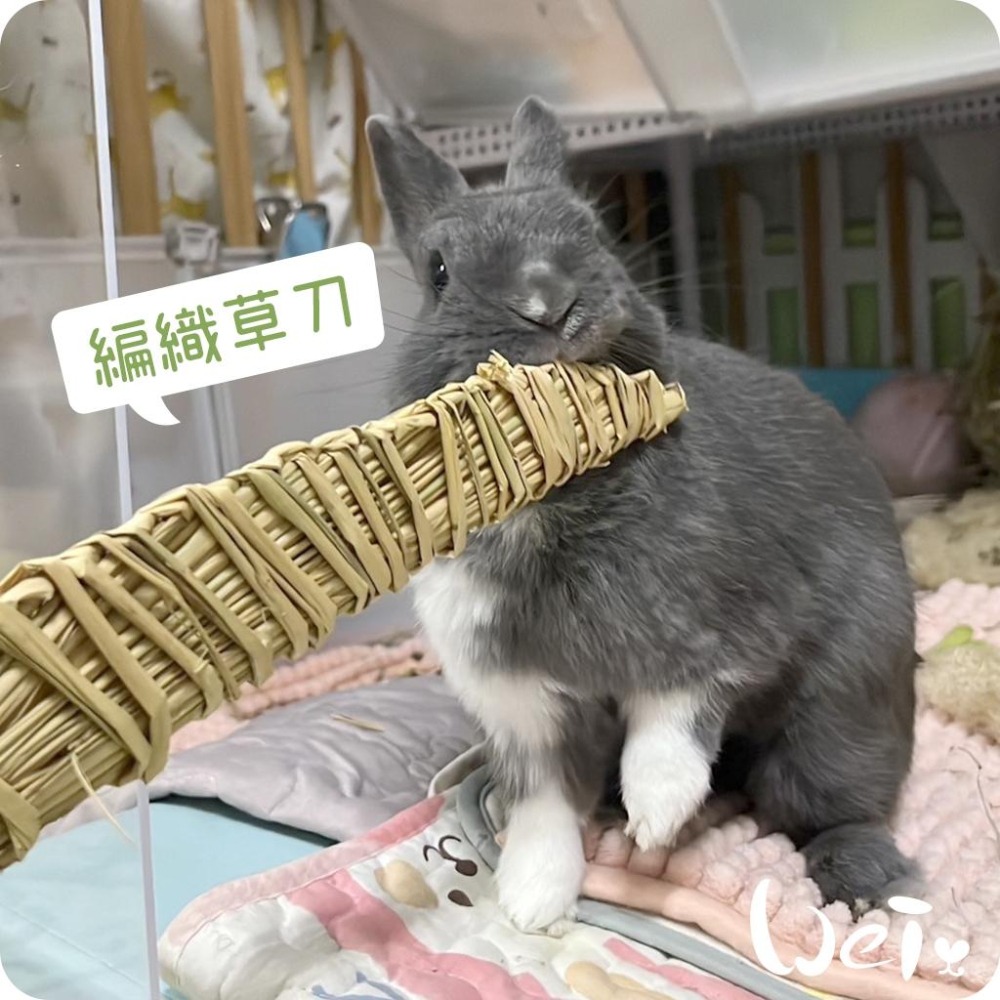 魏啥麻-台灣編織草刀 (嘉義農夫純手工編織) 磨牙玩具 (兔 天竺鼠)-細節圖4
