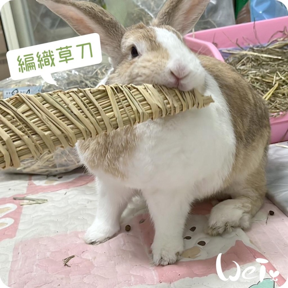 魏啥麻-台灣編織草刀 (嘉義農夫純手工編織) 磨牙玩具 (兔 天竺鼠)-細節圖7