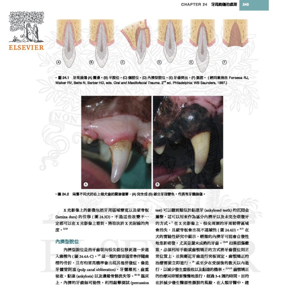 魏啥麻-《書》犬貓口腔與上頜顏面外科，第二版(下單後進貨) 專業獸醫書籍-細節圖3