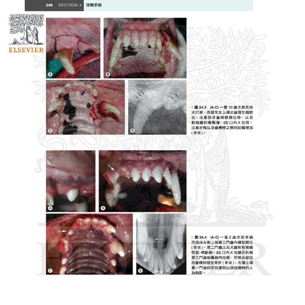 魏啥麻-《書》犬貓口腔與上頜顏面外科，第二版(下單後進貨) 專業獸醫書籍-細節圖6