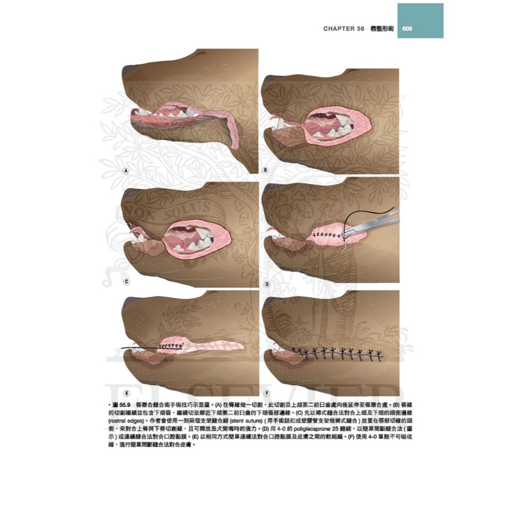 魏啥麻-《書》犬貓口腔與上頜顏面外科，第二版(下單後進貨) 專業獸醫書籍-細節圖9