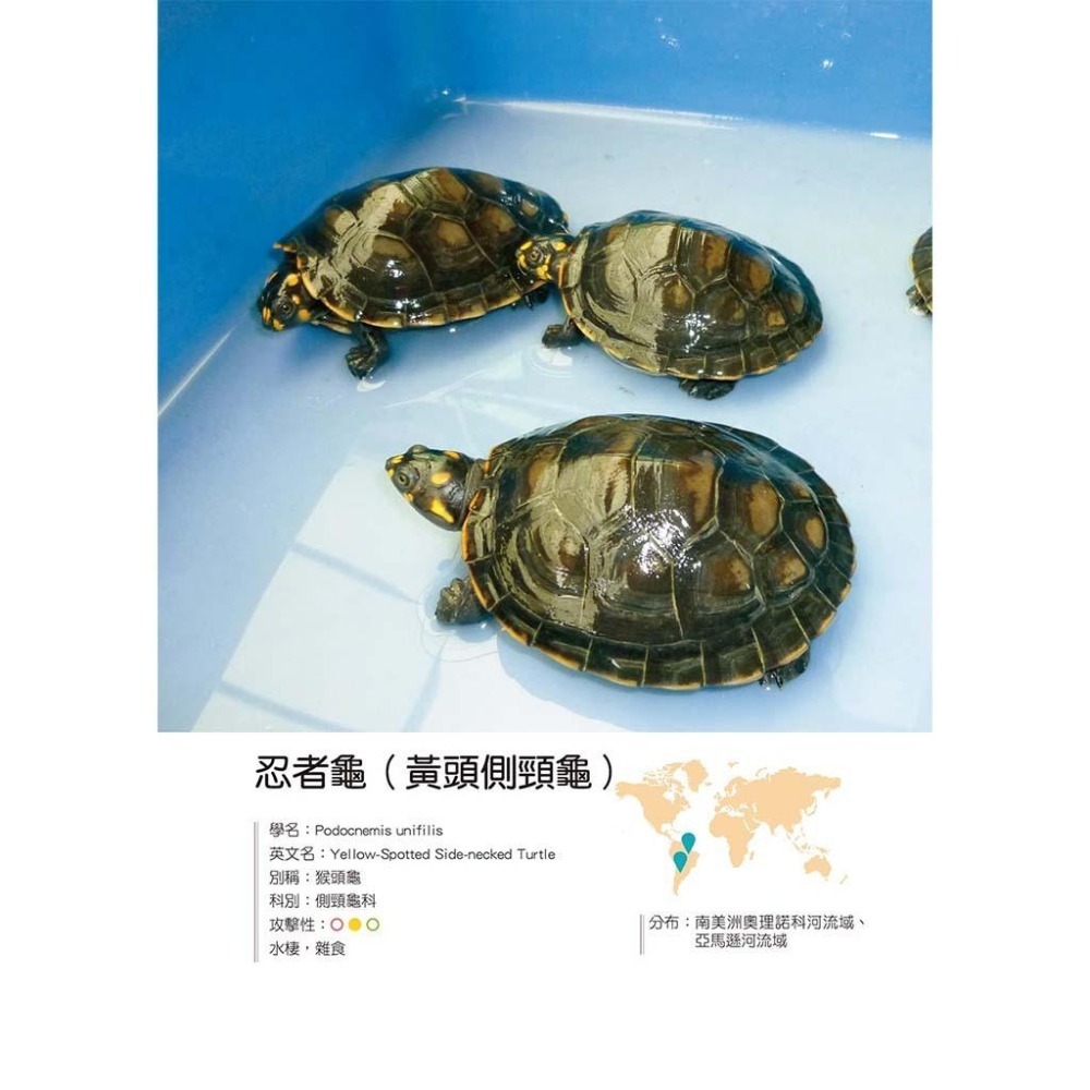 魏啥麻-《書》烏龜飼育與圖鑑百科：從飼養方法、健康照護，帶你認識全世界的烏龜、正確飼養烏龜！-細節圖5