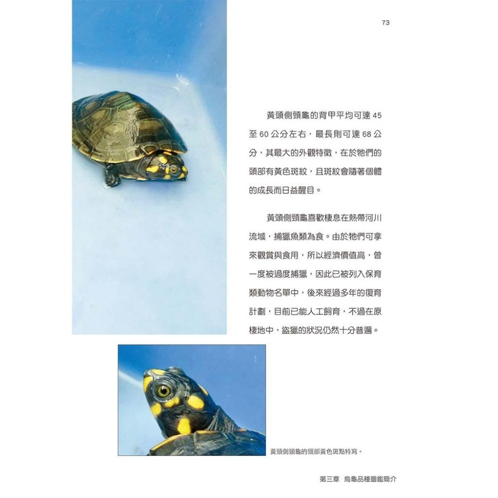 魏啥麻-《書》烏龜飼育與圖鑑百科：從飼養方法、健康照護，帶你認識全世界的烏龜、正確飼養烏龜！-細節圖6